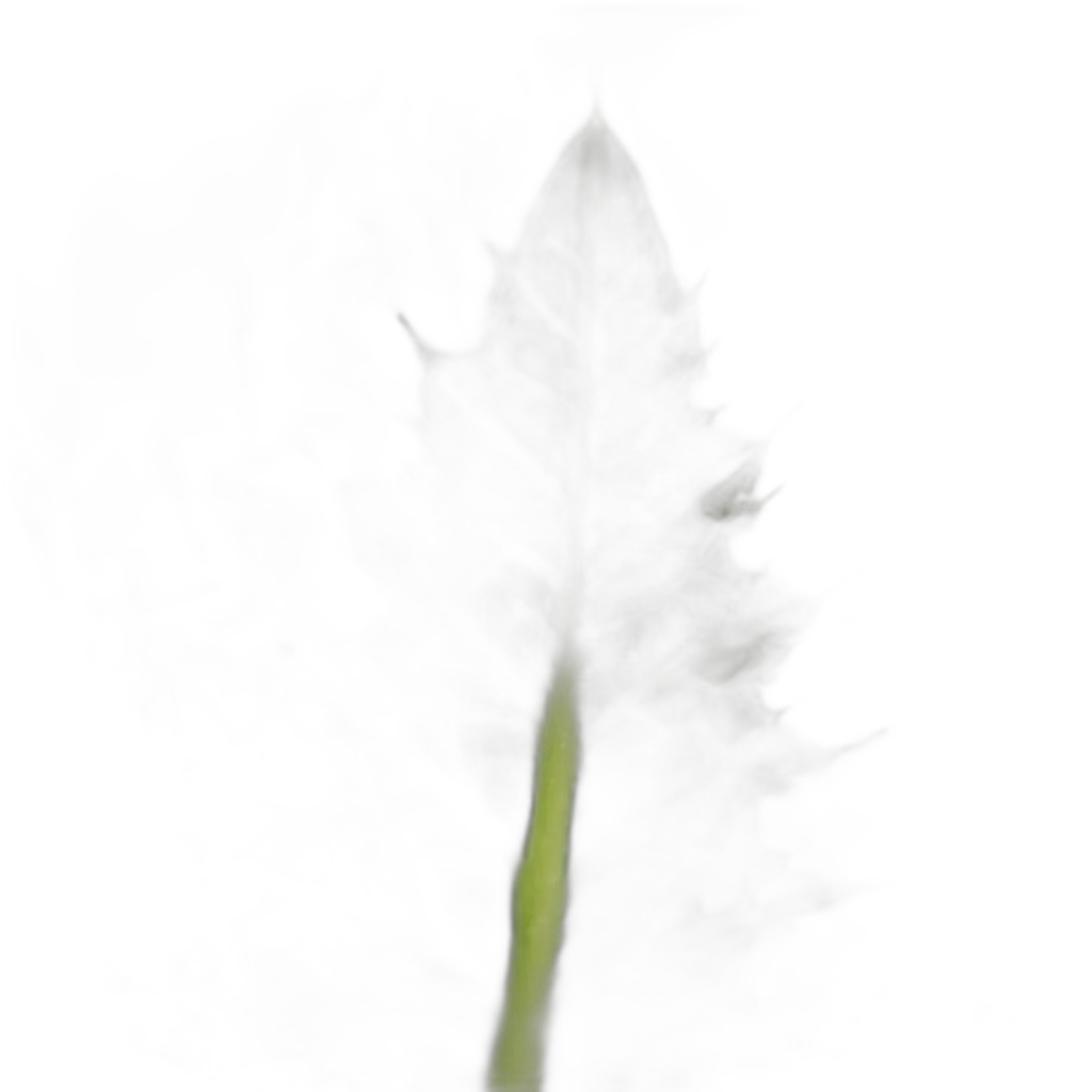 Mariendistel — natürlicher Pflanzenschutz